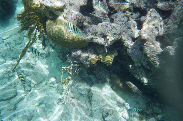Rafa Koralowa Belize