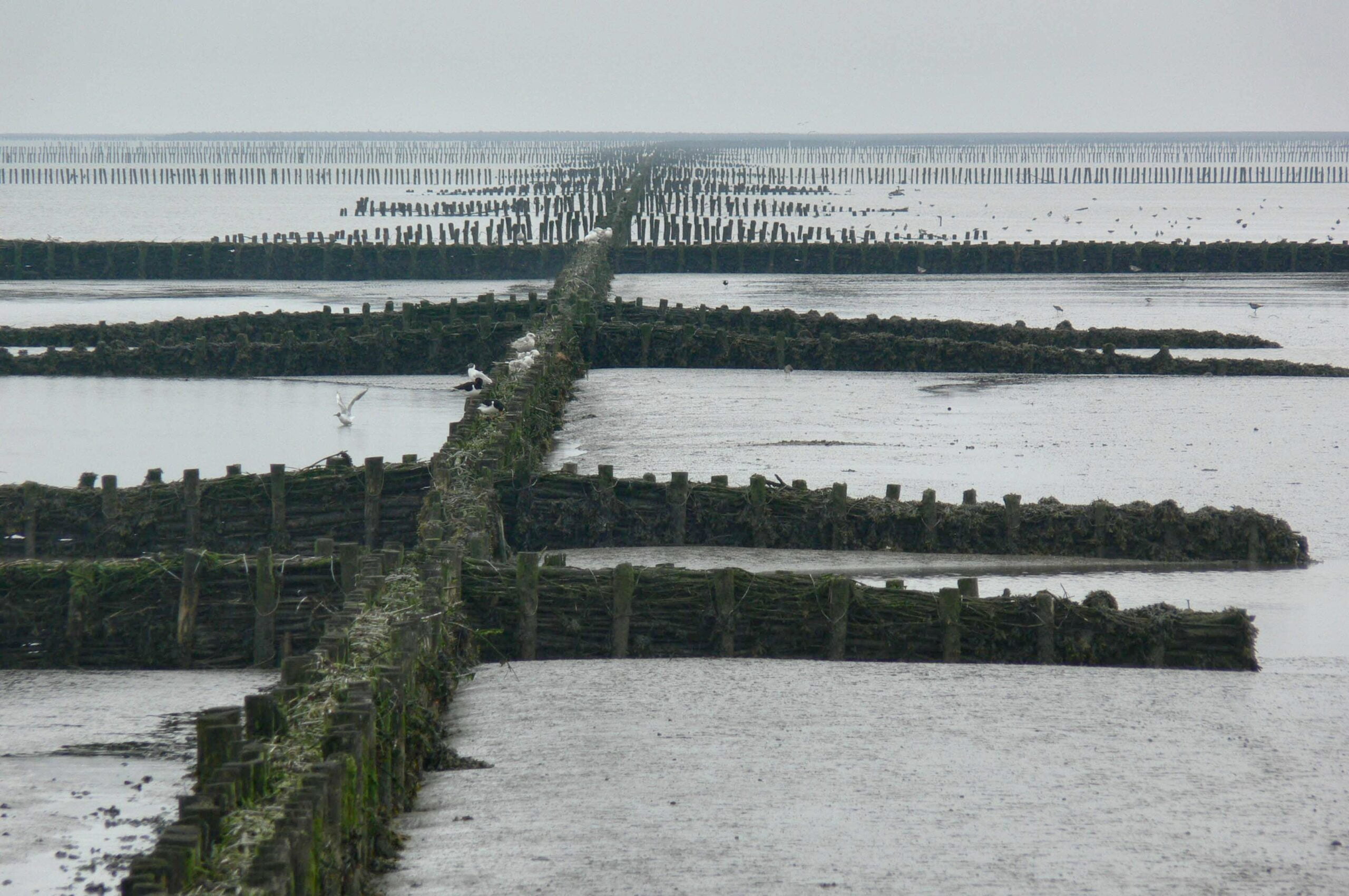 Waddenzee